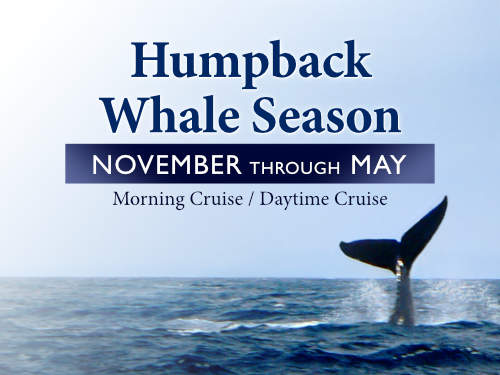 The best season for whale watching on Oahu